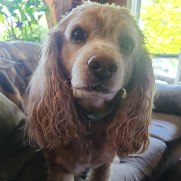 Meet your Posher, Nikki - Picture 1 of 2